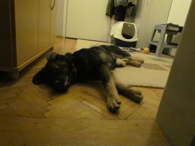 Slika