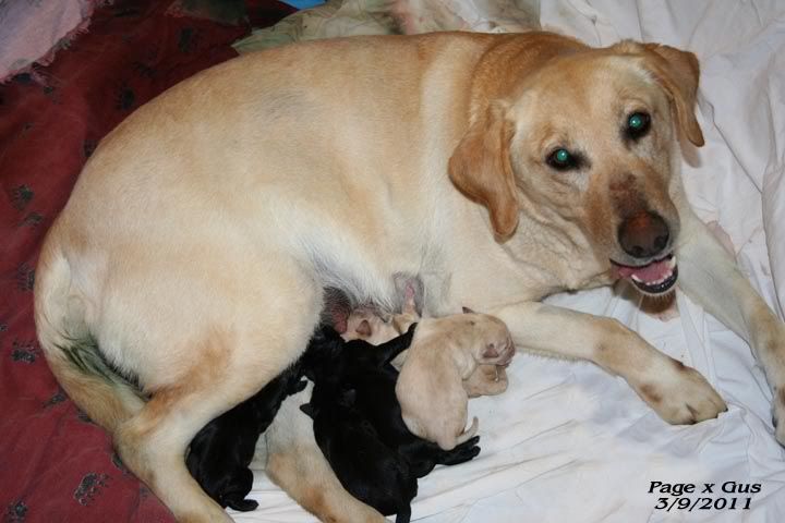 picks of puppies. picks of puppies. Momma and puppies are doing; Momma and puppies are doing. econgeek. Apr 12, 09:05 PM