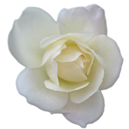 White Rose