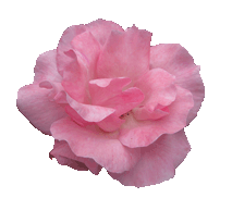 Pink Rose photo rose-clipart-pink-rose-head.gif