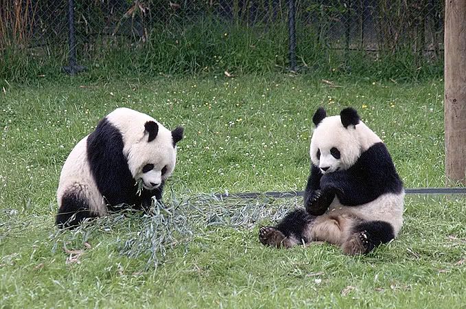 pandas Pictures, Images and Photos