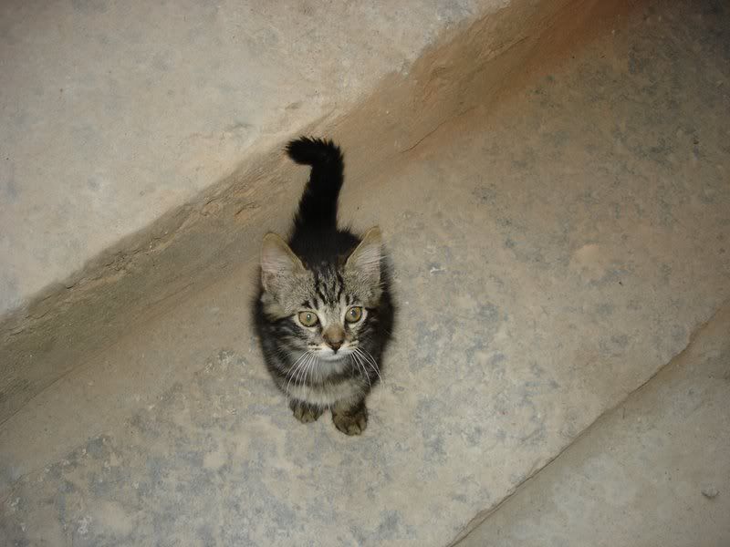 Italian Cat