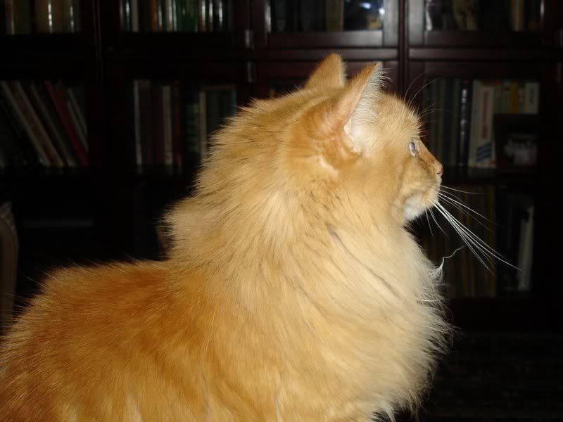 LoMein