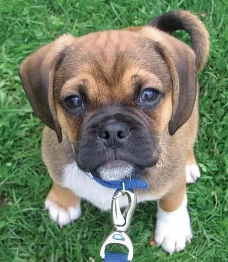 puggle! Pictures, Images and Photos