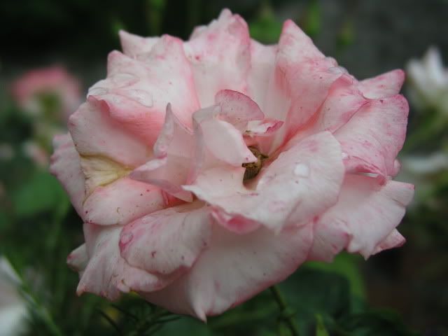 fiori006.jpg