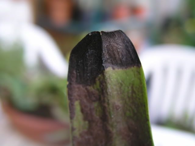 foglie001.jpg