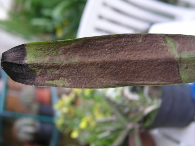 foglie002.jpg