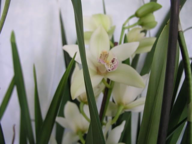 orchidee034.jpg