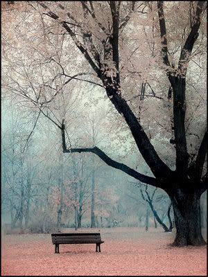 bench under tree Pictures, Images and Photos