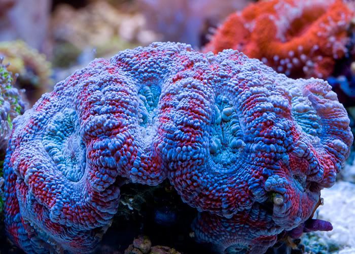 让你看着食指大动的脑珊瑚,美绝了!