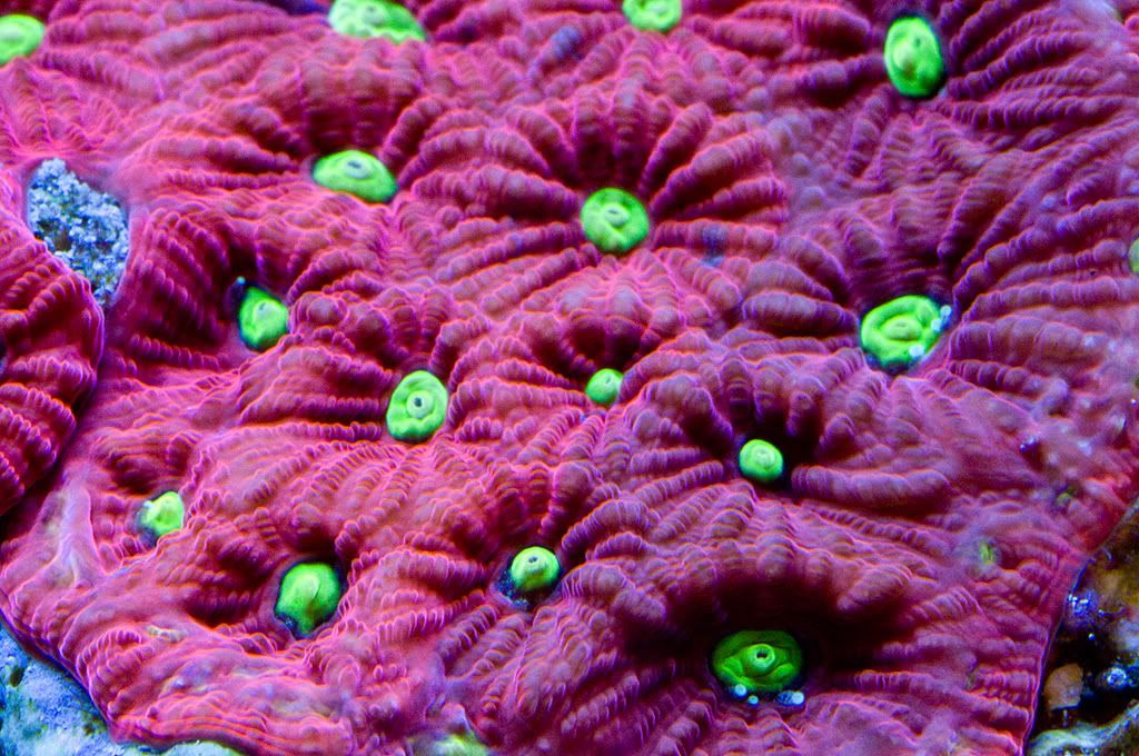 war-coral-1.jpg