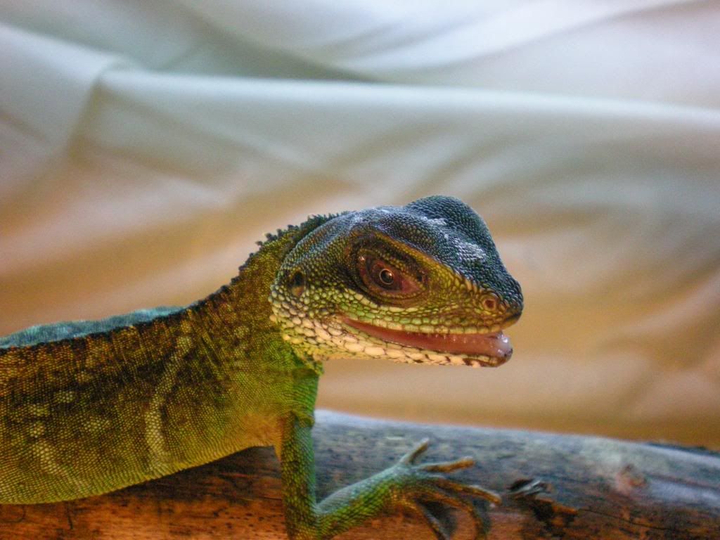 Chinese Water Dragon bad eye !! Reptile Forums