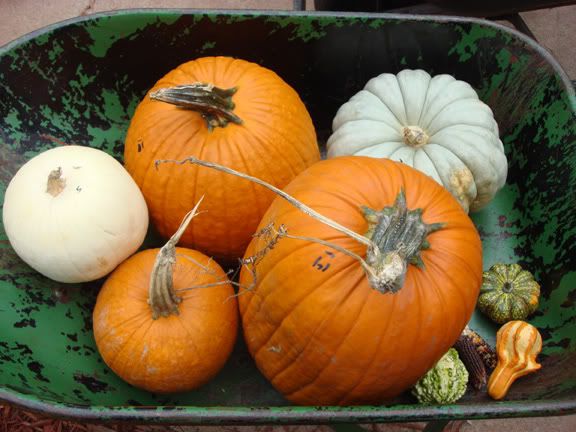 our-pumpkins.jpg