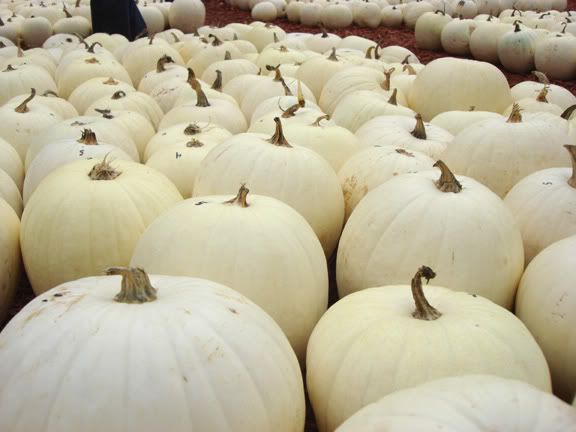 white-pumpkins.jpg
