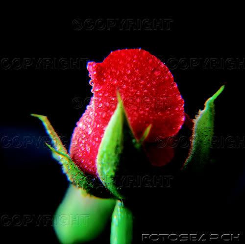 rosa.jpg rosa image by Diavolettina