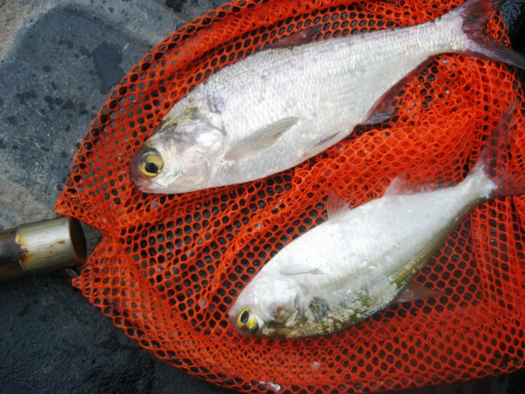 Gizzard Shad pond Ponds, Tanks & Private Waters Texas Fishing Forum