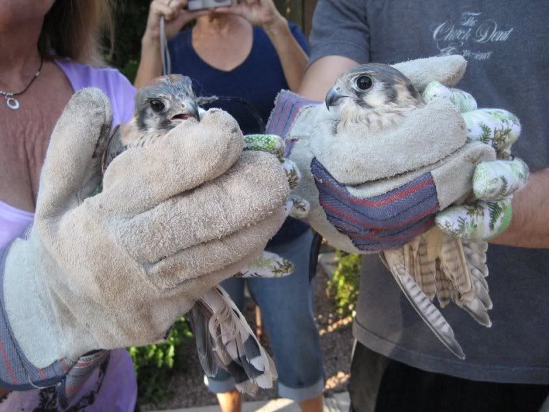 kestrels.jpg