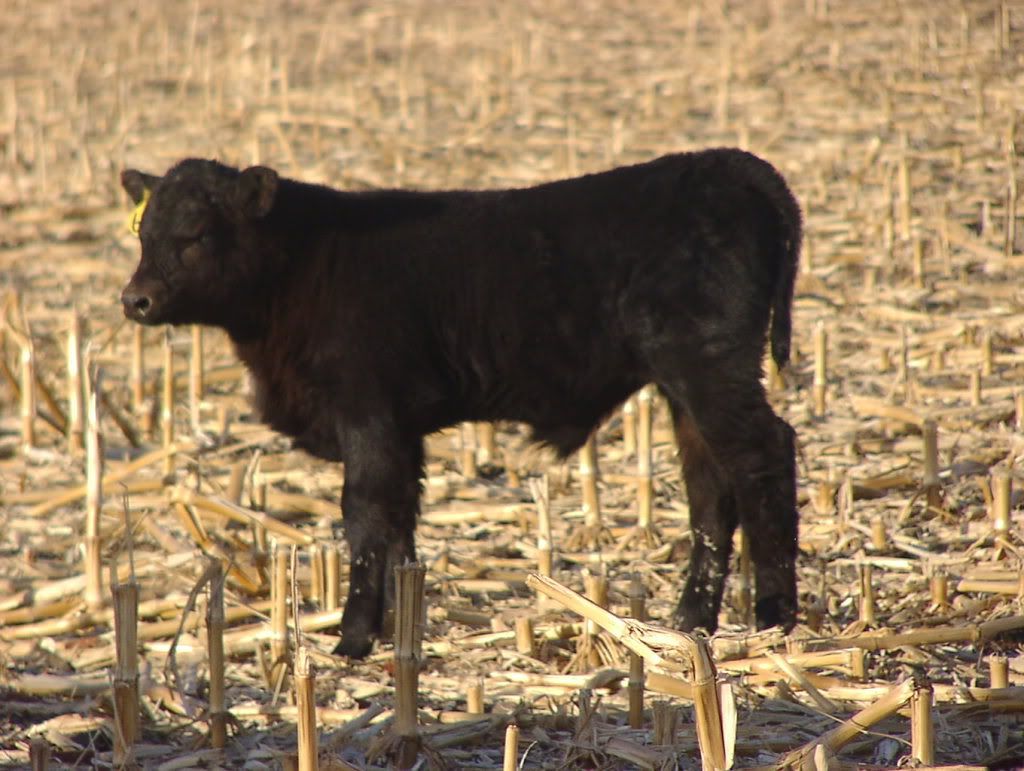 prospectcalves3-18013.jpg