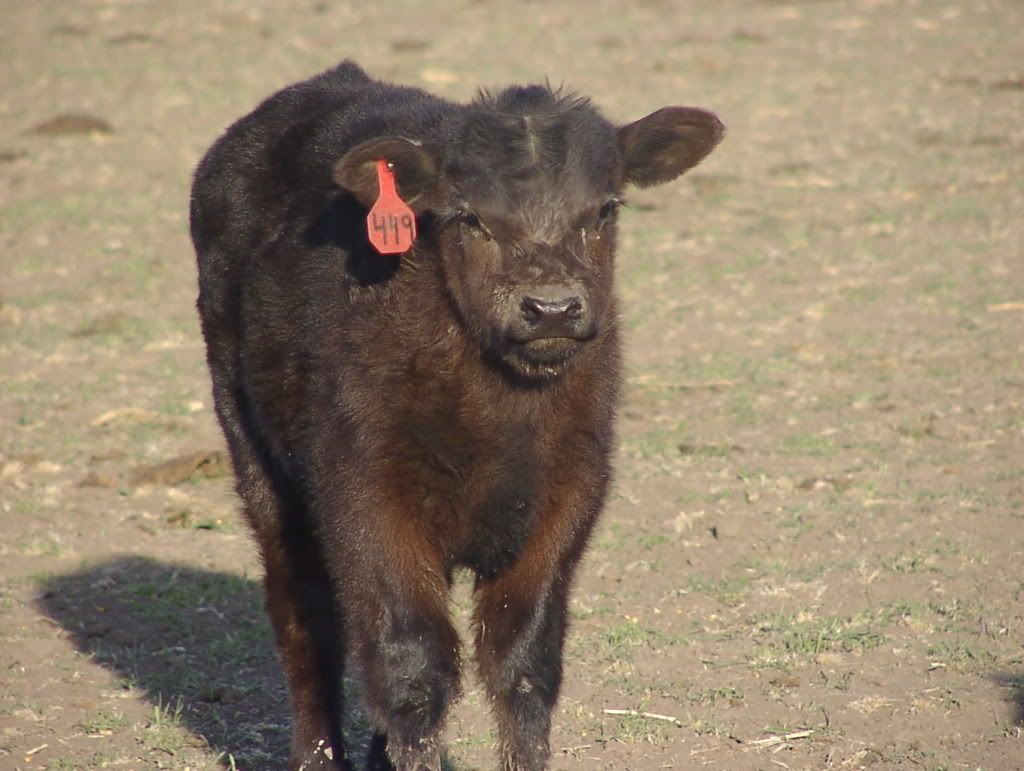 prospectcalves3-18016.jpg