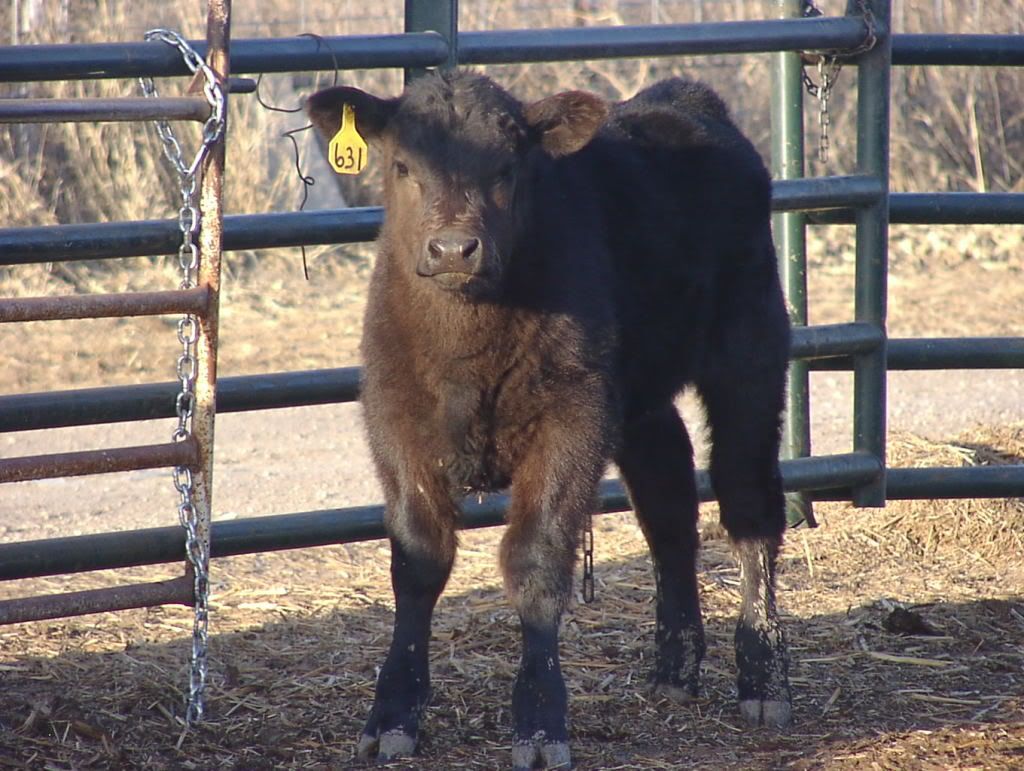prospectcalves3-18024.jpg