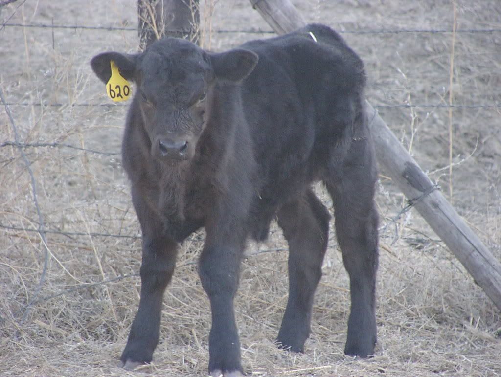 prospectcalves3-18026.jpg