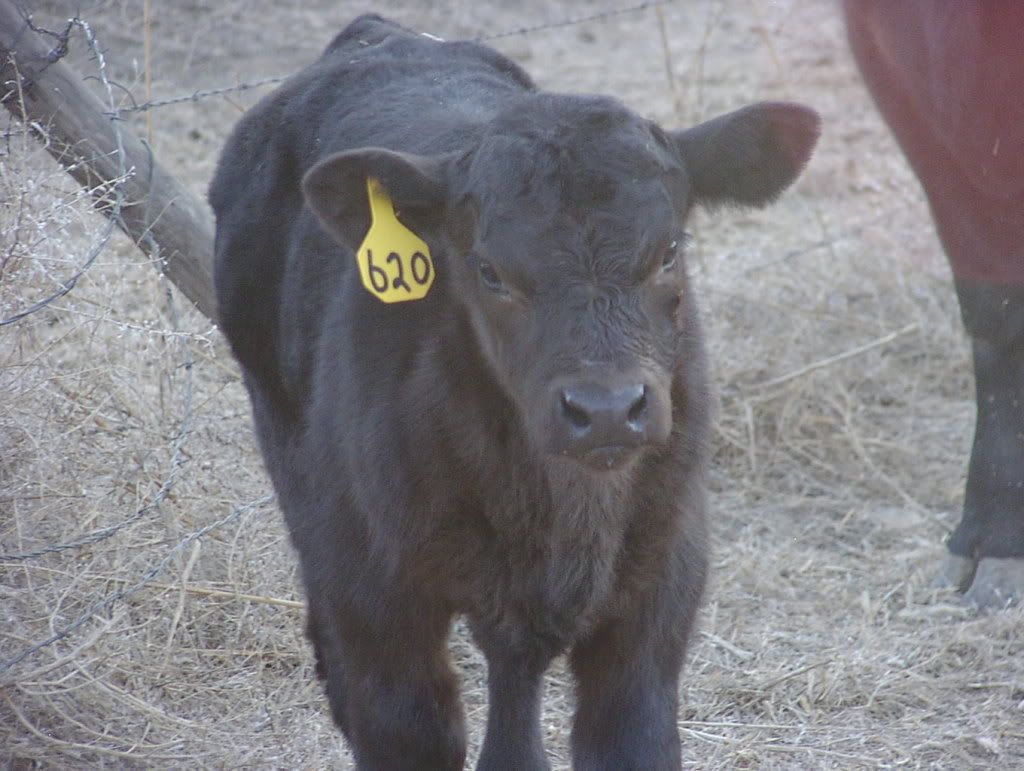 prospectcalves3-18027.jpg