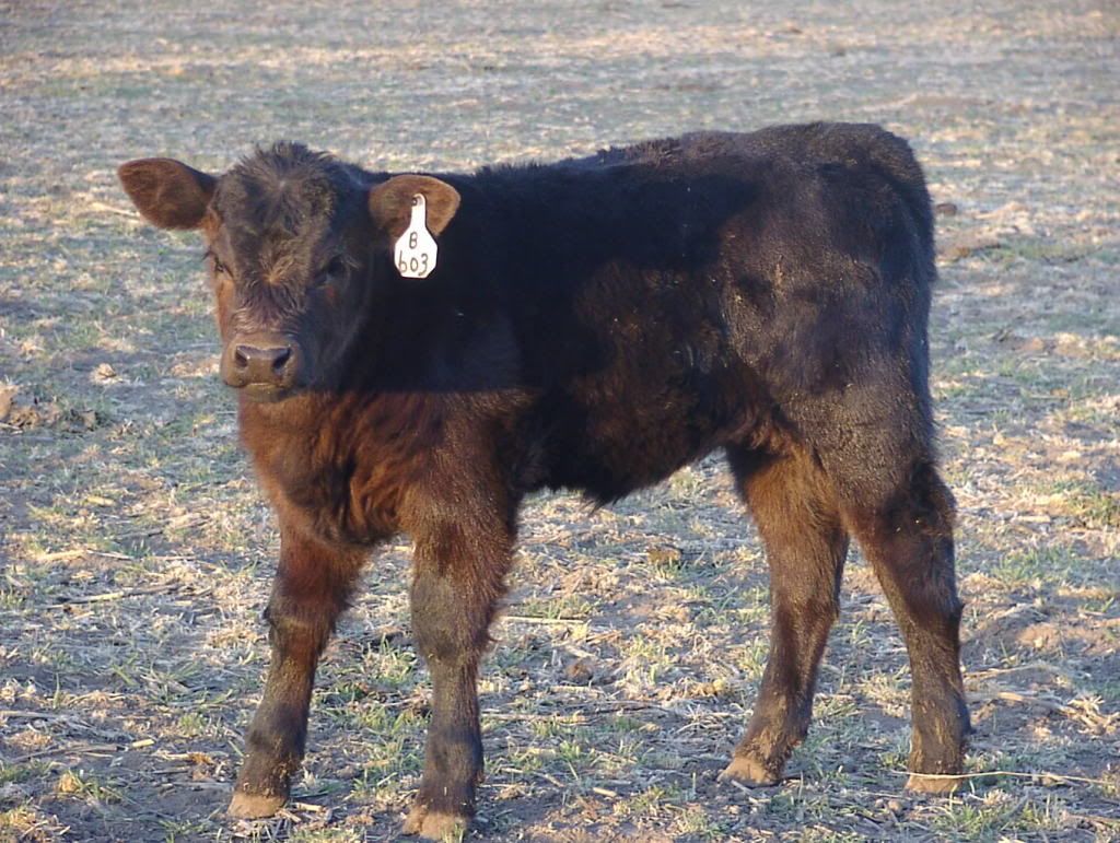 prospectcalves3-18033.jpg