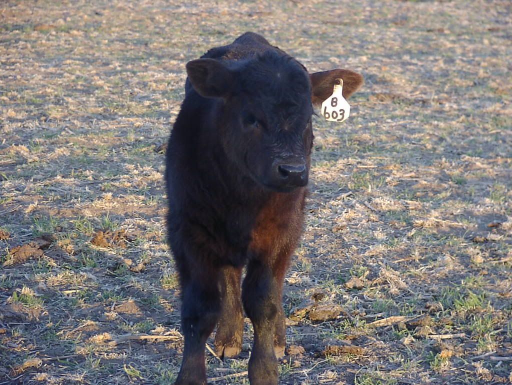 prospectcalves3-18034.jpg