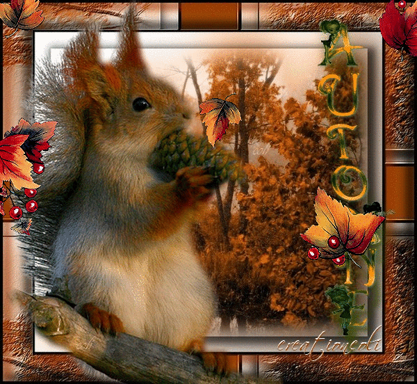 Squirrel In Autumn Pictures, Images and Photos