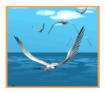 Seagulls Flying Over Sea Pictures, Images and Photos