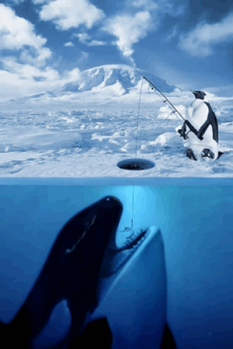 Penguin Fishing Pictures, Images and Photos