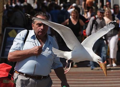 gaviotas_helados.jpg