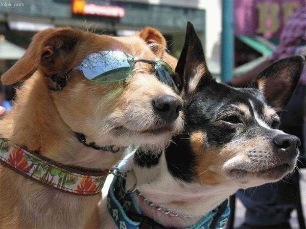 Photo Sharing and Video Hosting at Photobucket