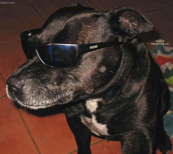 Photo Sharing and Video Hosting at Photobucket