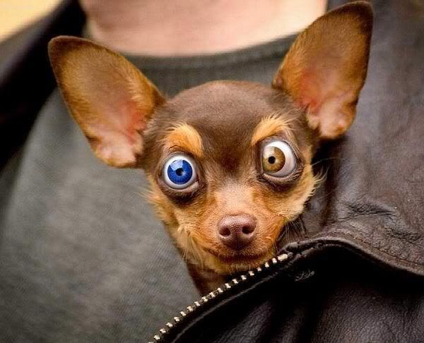 Photo Sharing and Video Hosting at Photobucket