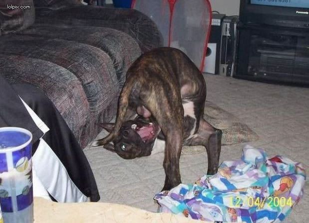 Photo Sharing and Video Hosting at Photobucket