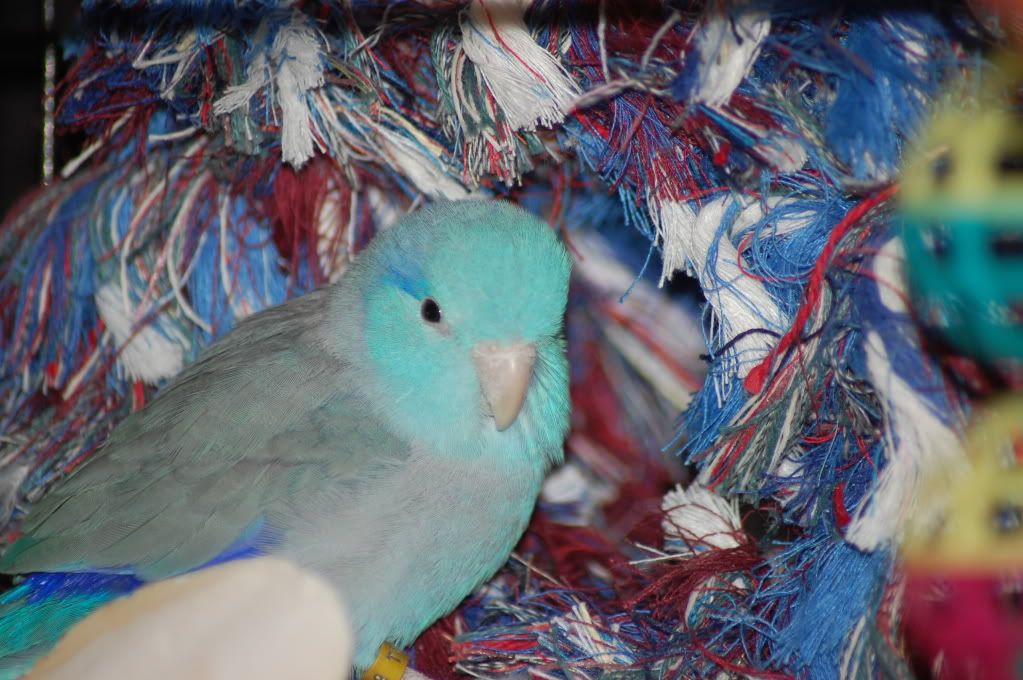 cutest budgie ever