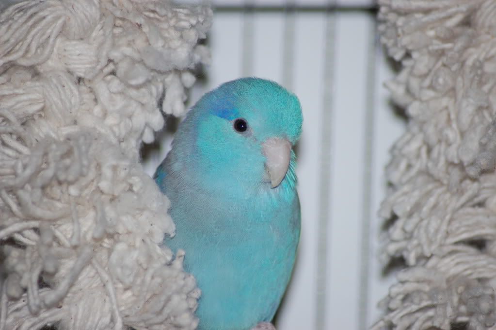 cutest budgie ever