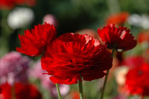 red_flowers.jpg
