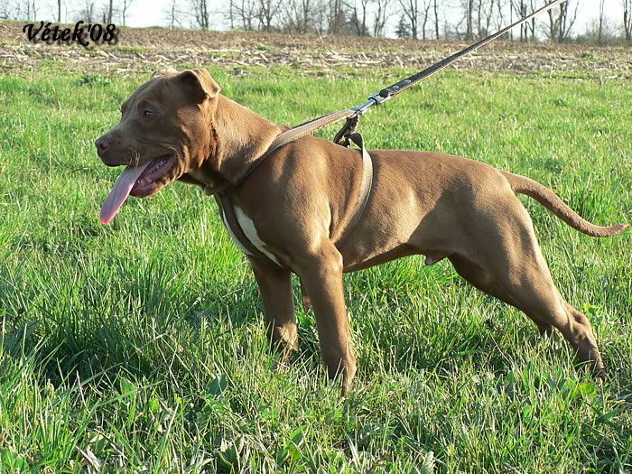 2007-03-30026Bady.jpg