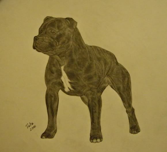 staffibull1nekemnagyontetszkutya.jpg