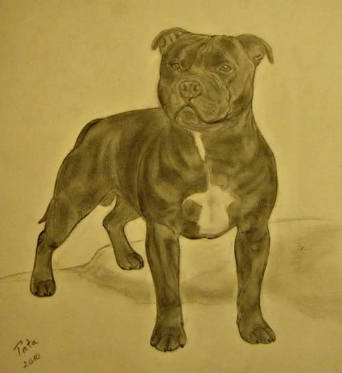 staffibull-Hekinincsmgteljesenkszen.jpg