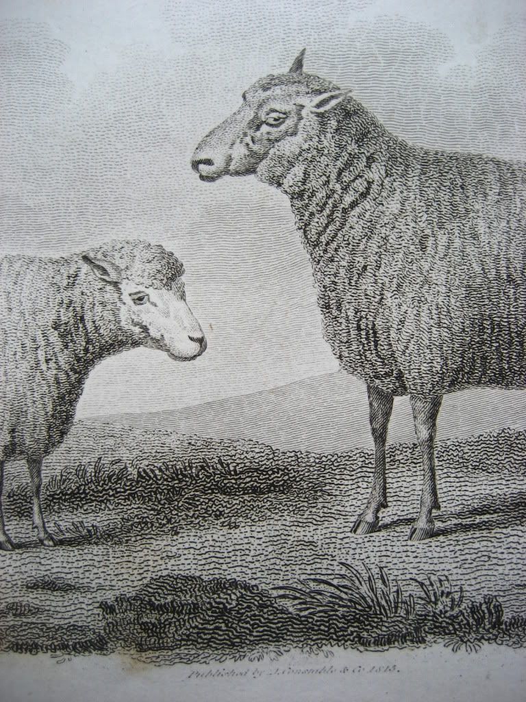 Sheep Engraving