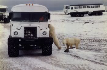 Churchill Polar bears