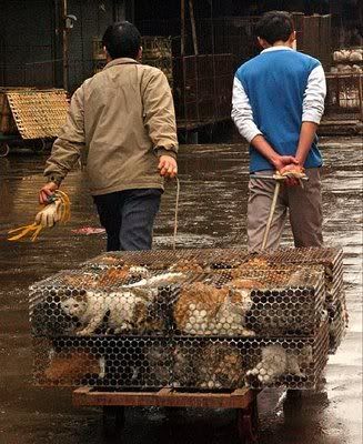 China cat slaughter