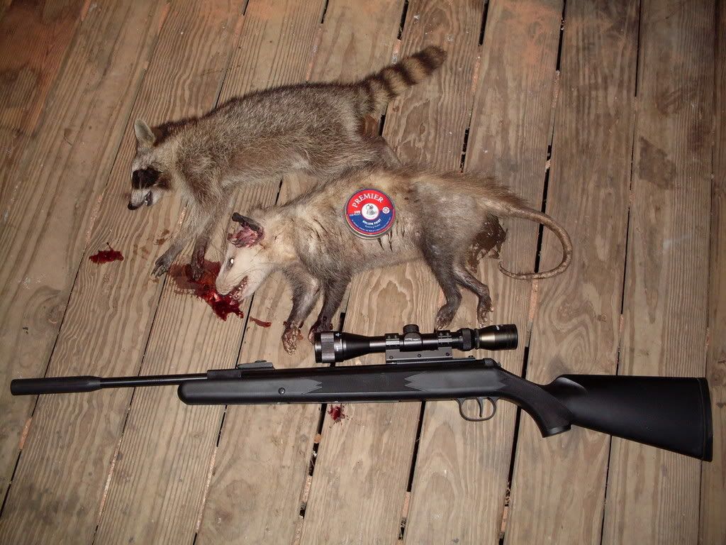 Airgun forum raccoon question