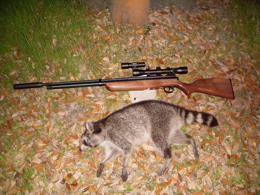 Airgun forum raccoon question