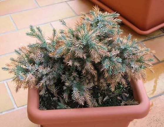 Juniperusblustar.jpg