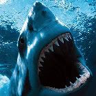 GreatWhite.jpg