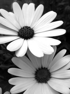 Daisy Pictures, Images and Photos